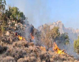  جنگل های کهنسال فارس قربانی دست های آلوده 