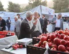 شیرازی‌ها، میهمان سومین جشن انار و خرمالو در دل باغ‌های پاییزی شهر هزار راز